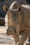 Southern white rhinoceros