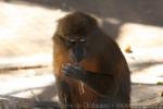 Golden-bellied mangabey