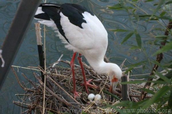 Maguari stork