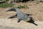 Indian gharial