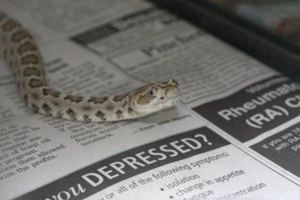 Santa Catalina island rattlesnake