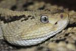 Northwestern Neotropical Rattlesnake