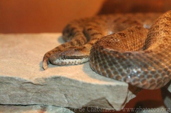 Twin-spotted rattlesnake