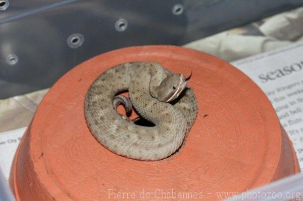 Ridge Nosed Rattlesnake