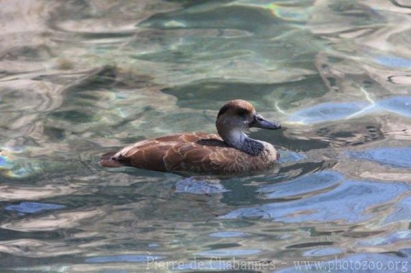 West Indian whistling-duck