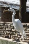 American great egret