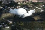 Snowy egret