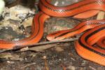 Red bamboo ratsnake