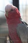 Galah