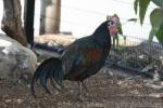 Green junglefowl