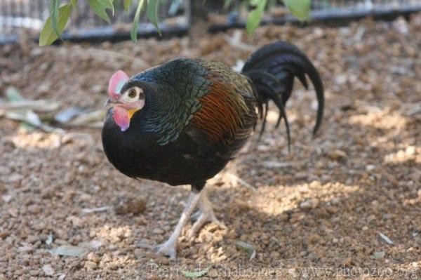 Green junglefowl