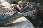 Indian gharial