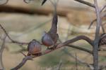 Zebra dove