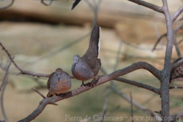 Zebra dove