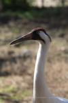 Whooping crane