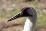 Whooping crane