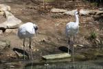 Whooping crane