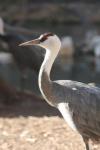 Hooded crane