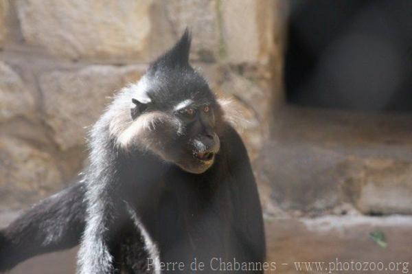 Northern black crested mangabey