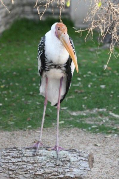 Painted stork