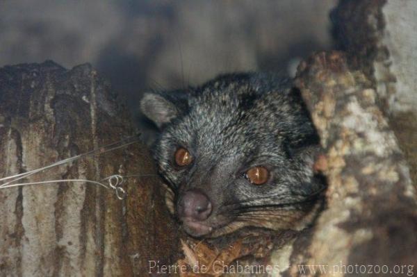 African palm civet