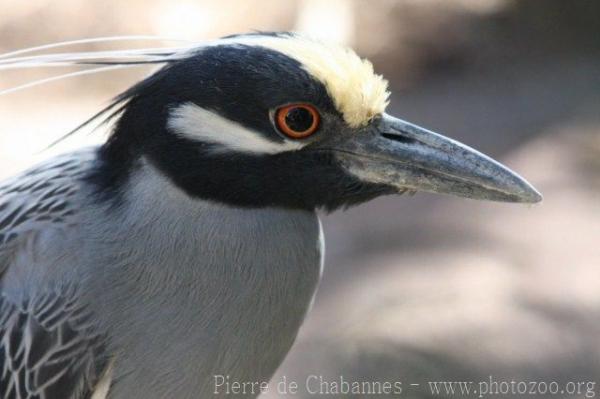 Yellow-crowned night-heron