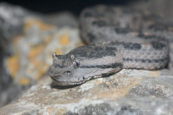 Black-tailed horned pitviper