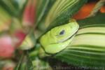 Mexican leaf frog