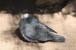 White-crowned pigeon