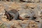 Yellow-footed rock wallaby