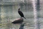 Double-crested cormorant