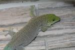 Standing's day gecko