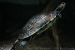 Savanna side-necked turtle