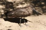 Hamerkop