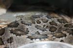 Mexican pygmy rattlesnake