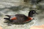 Australian shelduck