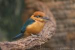 Guam kingfisher