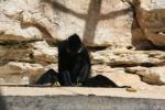 François's langur