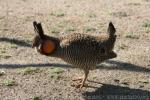 Attwater's prairie chicken