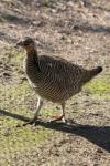 Attwater's prairie chicken