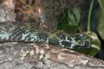 Mangshan pitviper