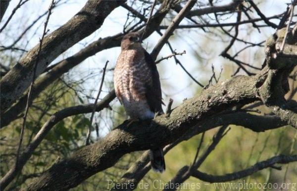 Cooper's hawk