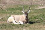 Addax