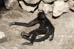 Colombian black spider monkey