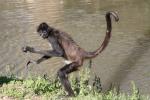 Central American spider monkey