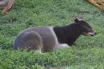 Jentink's duiker *