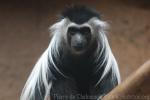 Angolan colobus