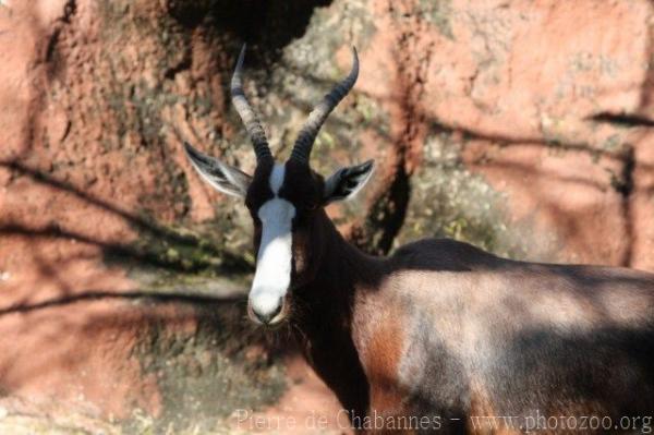 Bontebok