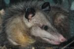 Virginia opossum