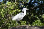 Snowy egret